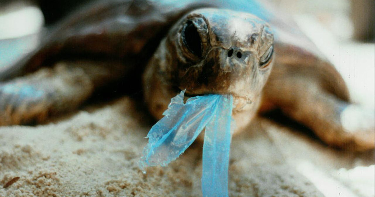 Plastic Free, no dejes más plástico que pescado